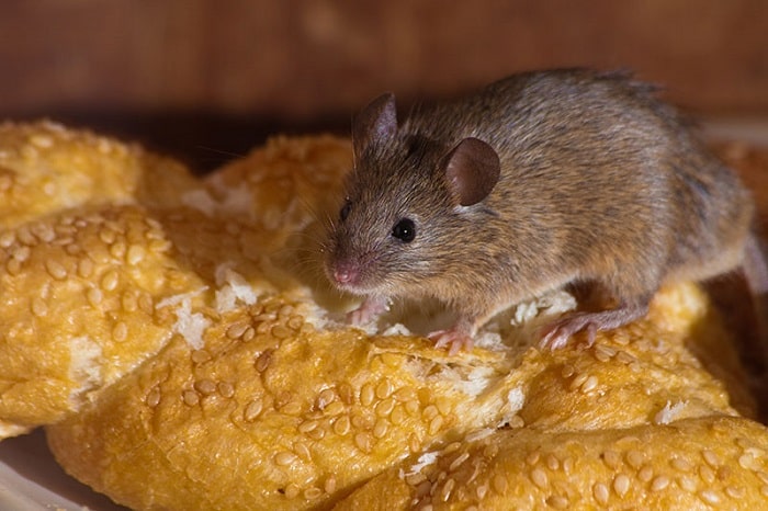 how to keep mice away from oven