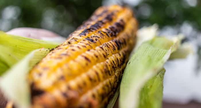 Grilled corn on the cob in husk